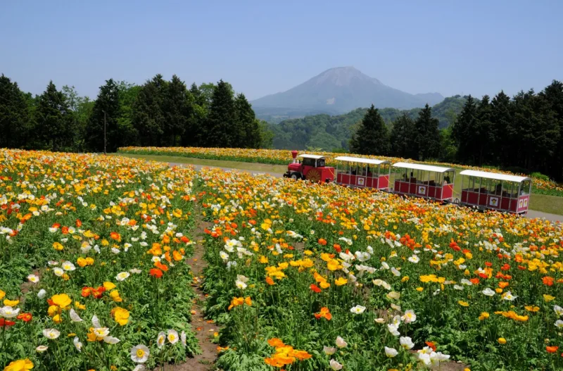 とっとり花回廊（鳥取県南部町）の花畑と大山