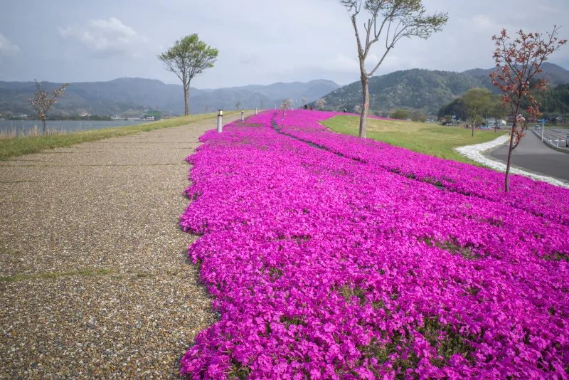 東郷湖羽合臨海公園（鳥取県湯梨浜町）の芝生広場